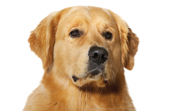 Perros-sienten