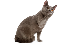 Dueños-sentido-gatito