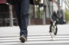 Dueños-pet-friendly
