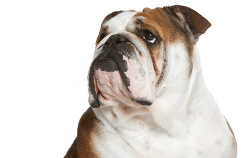 dueños-bulldog-ingles