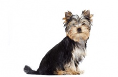 yorkshire-perro-alegre