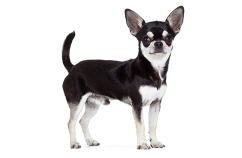 Dueños-chihuahua