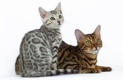 Dueños-Segundo-Gato