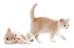 MiRC-Sociabilizacion-gatitos