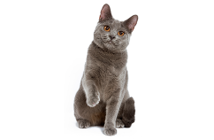 Dueños-adiestramiento-gatos