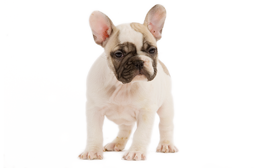 Dueños-perro-bulldog-frances