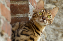 Consejos para disfrutar el verano con tu gato