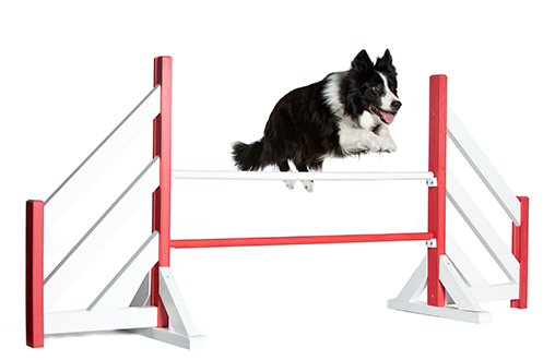 MiRC-dueños-agility