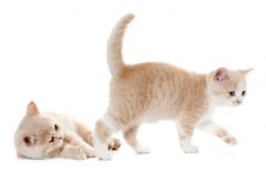 La importancia del juego gatitos