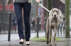 Caminar con tu perro 1