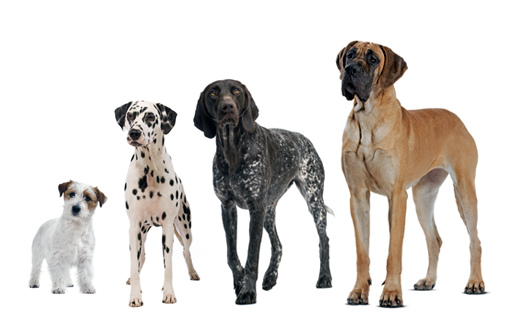 episodio despierta Entretener Descuento en productos para perros adultos de distintos tamaños PROMO  ESPECIAL | Mi Royal Canin