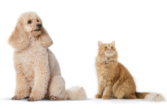 La convivencia entre perros y gatos 1