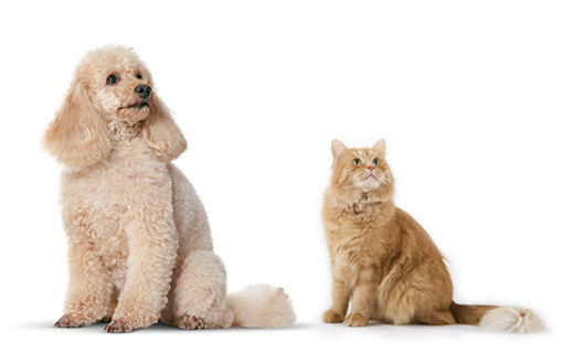 La convivencia entre perros y gatos 1