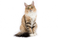 El lenguaje gestual de los gatos 3