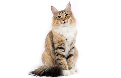 El lenguaje gestual de los gatos 3