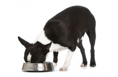 Los beneficios del alimento balanceado 3