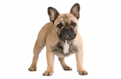Curiosidades sobre el Bulldog Francés