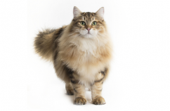 Higiene dental para gatos 3