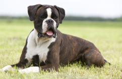 Tips para proteger a tu perro del sol y el calor