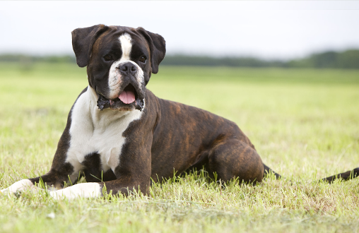 Tips para proteger a tu perro del sol y el calor