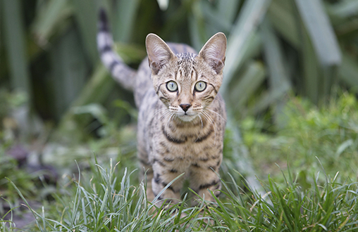 Tips para proteger a tu gato durante el verano 2