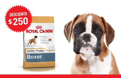Imagen promoción Boxer Junior