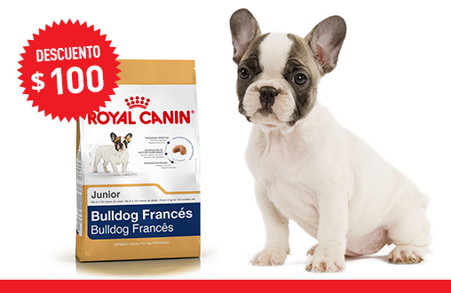 Imagen promoción Bulldog Francés Junior