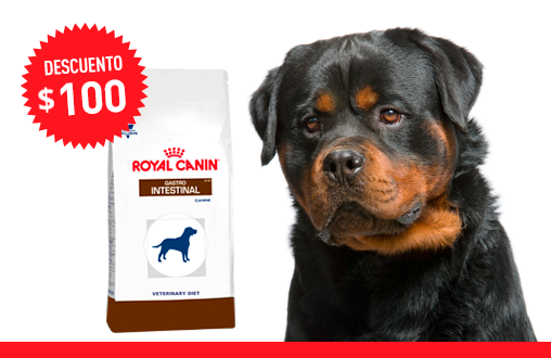 gastro intestinal gi25