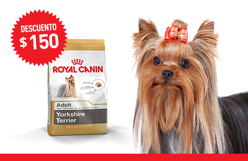 Imagen promoción Yorkshire Terrier Adulto