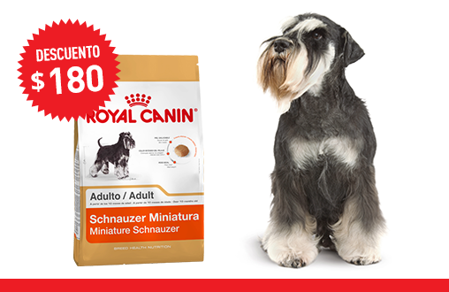 Imagen promoción Schnauzer Miniatura