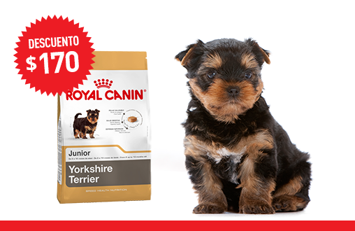 Imagen promoción Yorkshire Terrier Junior