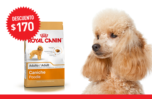 Imagen promoción Caniche Adulto