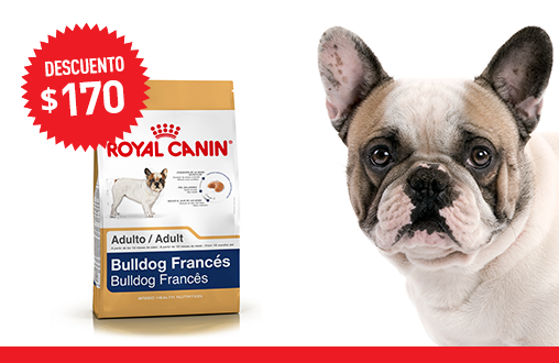 Imagen promoción Bulldog Francés Adulto