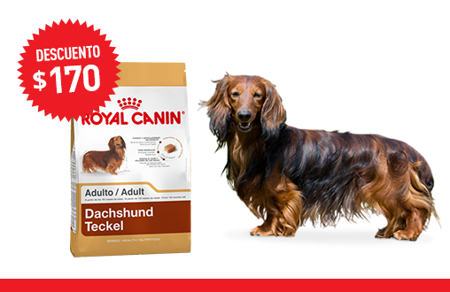 Imagen promoción Dachshund Adulto