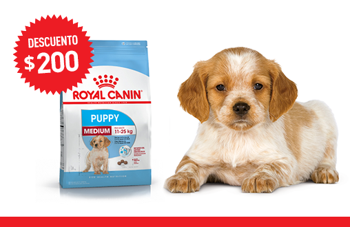 Imagen promoción Medium Puppy