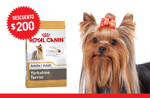 Imagen promoción Yorkshire Terrier Adulto