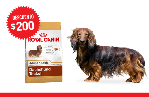 Imagen promoción Dachshund Adulto