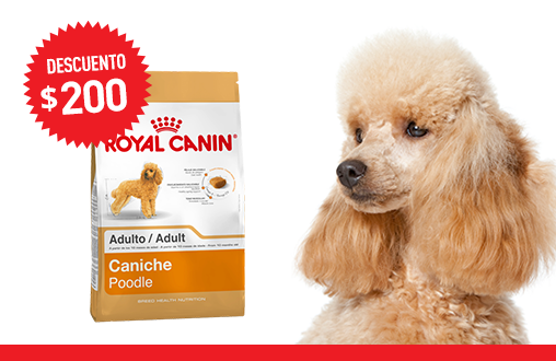 Imagen promoción Caniche Adulto