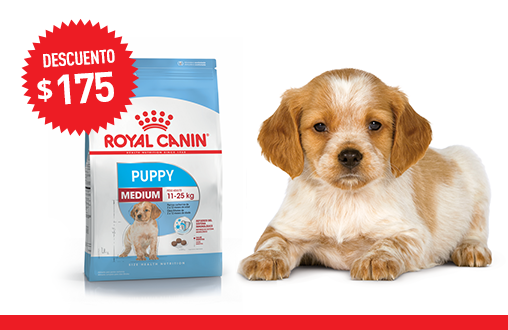 Imagen promoción Medium Puppy