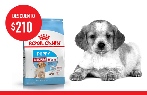 Imagen promoción Medium Puppy