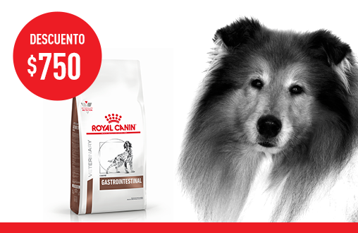 Imagen promoción Gastrointestinal Canine