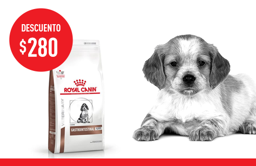 Imagen promoción Gastrointestinal  Puppy Canine