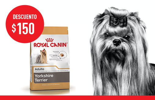 Imagen promoción Yorkshire Terrier Adulto