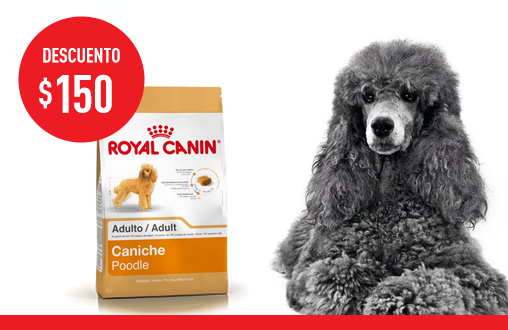 Imagen promoción Caniche Adulto