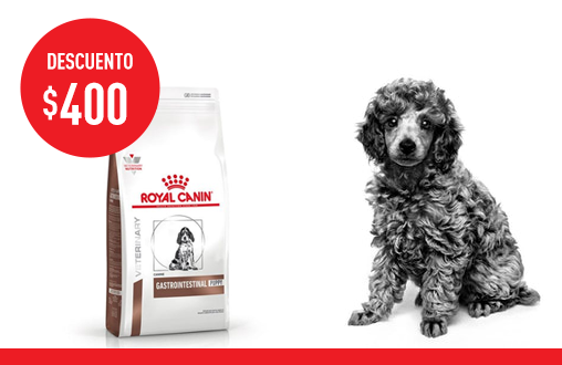 Imagen promoción Gastrointestinal  Puppy Canine 