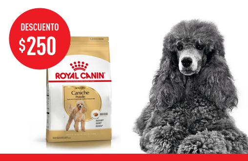 Imagen promoción Caniche Adulto