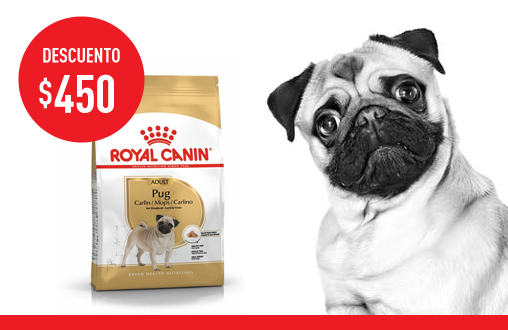 Imagen promoción Pug Adulto