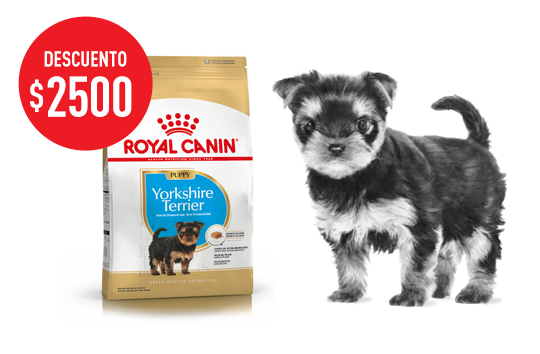 Imagen promoción Yorkshire Terrier Junior