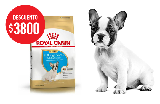 Imagen promoción Bulldog Francés Puppy
