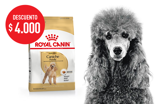 Imagen promoción Poodle Adulto 